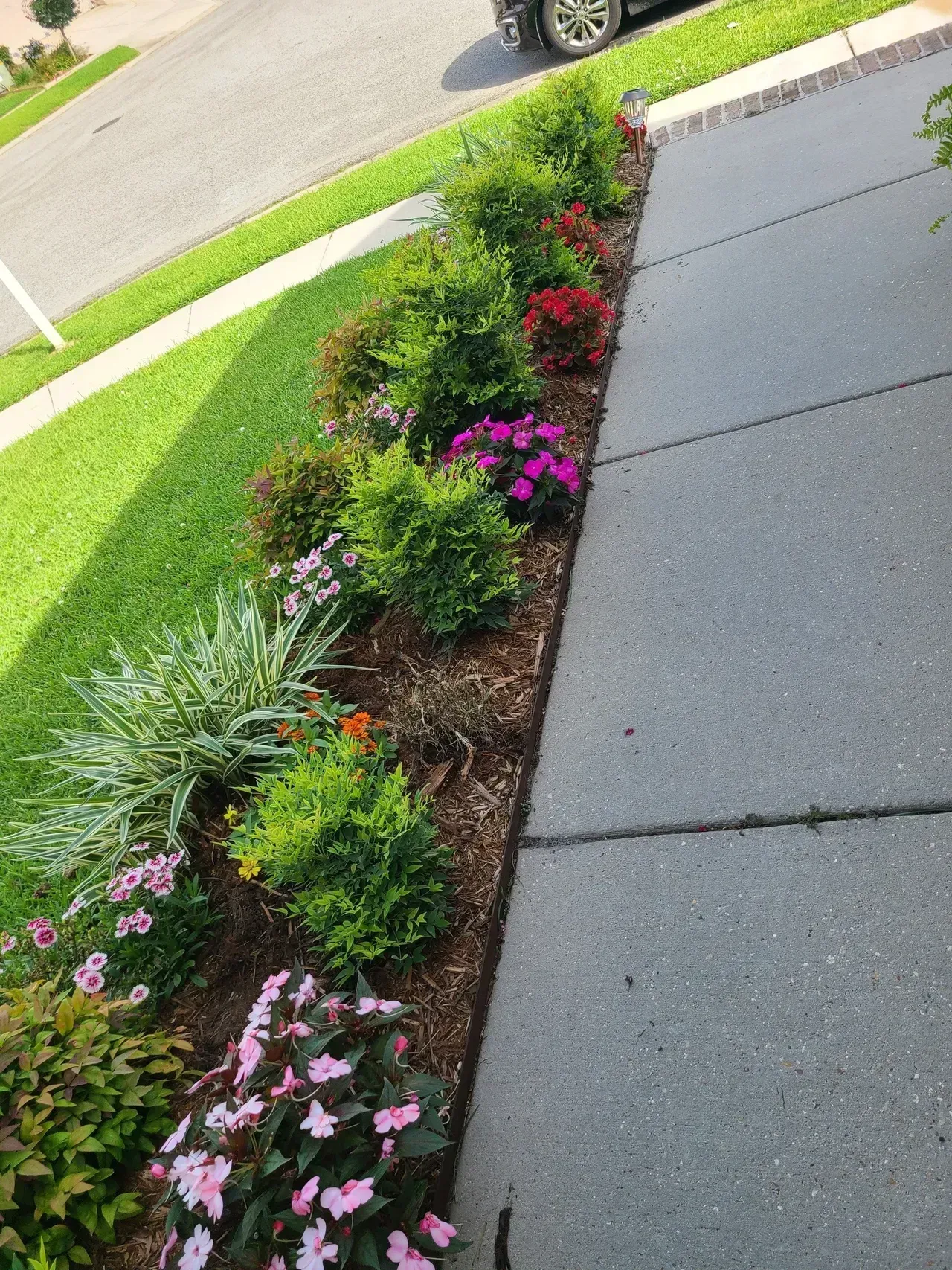 A neatly landscaped garden bed of flowering plants and bushes alongside a sidewalk.