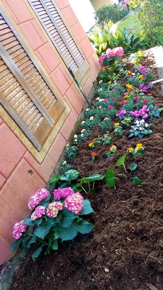 Flower bed with vibrant pink, yellow, and white blooms along a brick wall with wooden shutters.