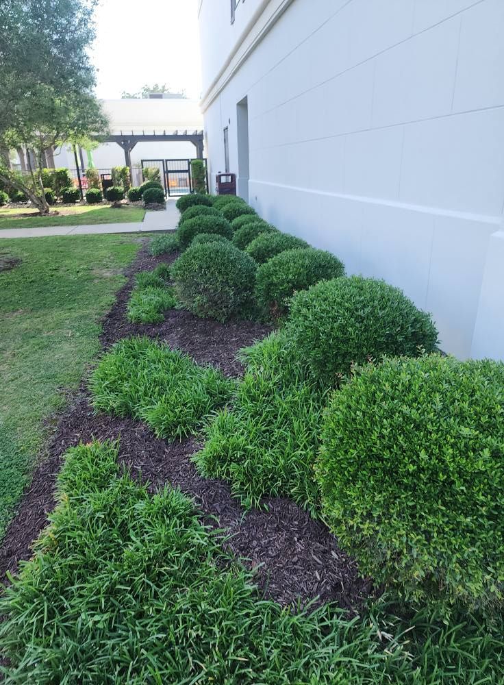Row of trimmed green bushes along a white building, dark mulch, and green lawn.