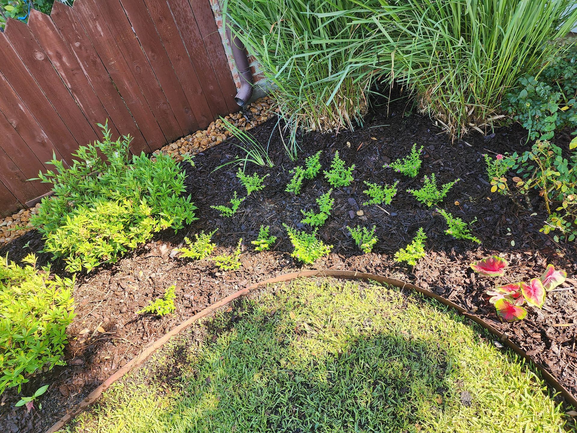 A garden bed with dark mulch and various green plants, bordered by a wooden edge and fence.