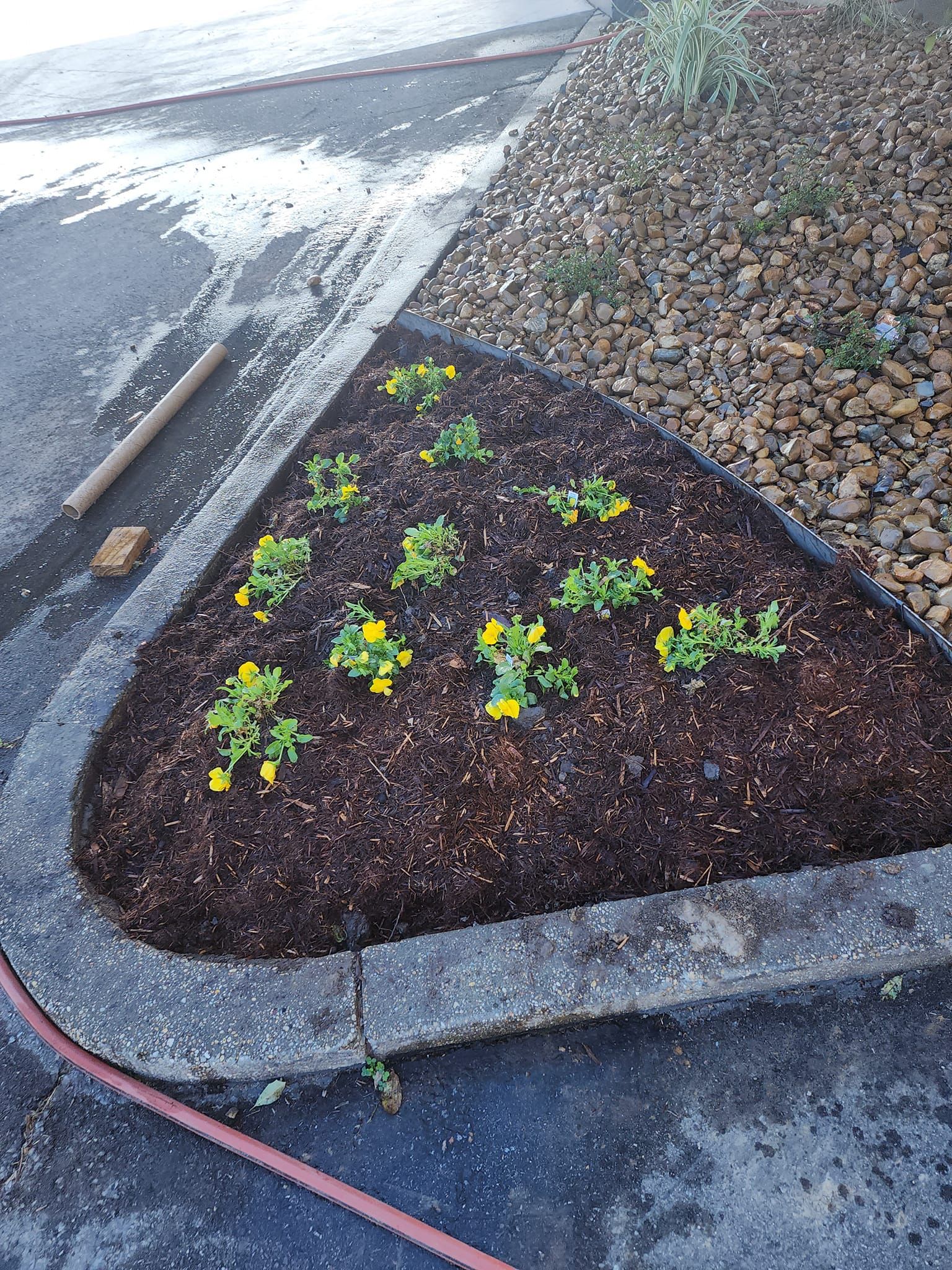 Triangular flower bed with yellow flowers, dark mulch, and a concrete border.
