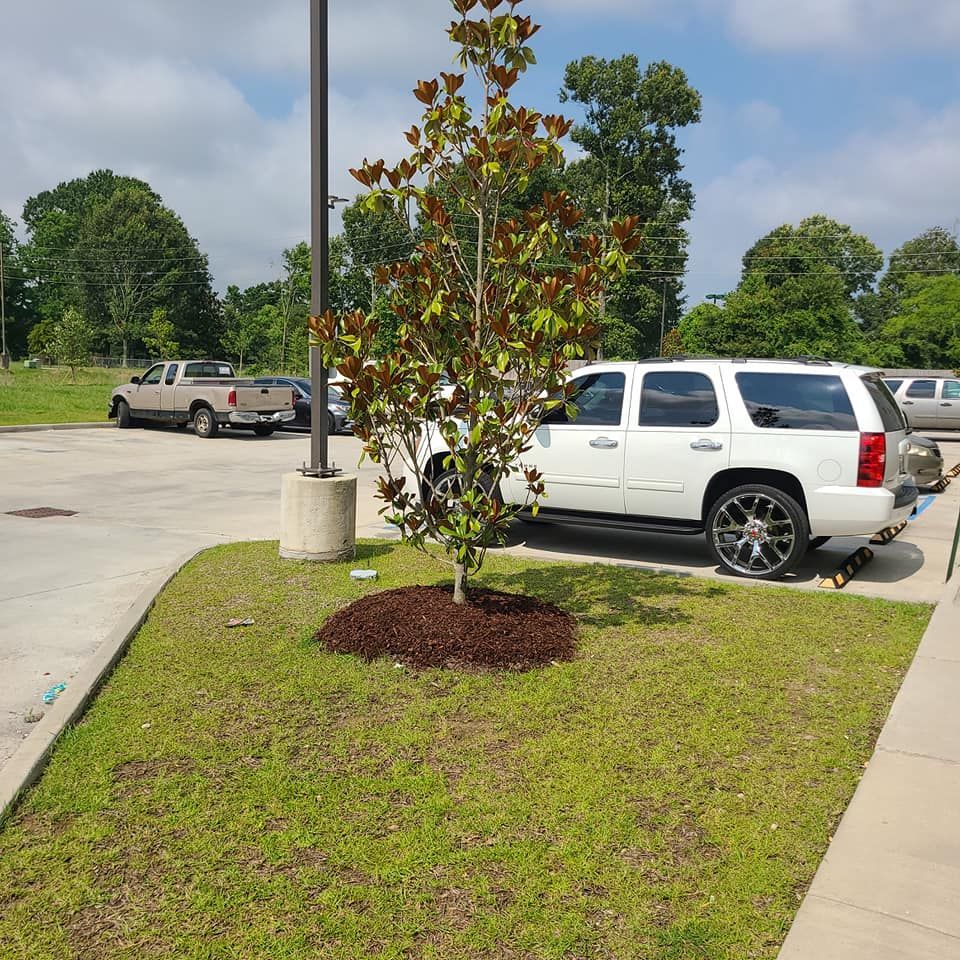 A white SUV parked near a tree in a landscaped area with cars and trees in the background.