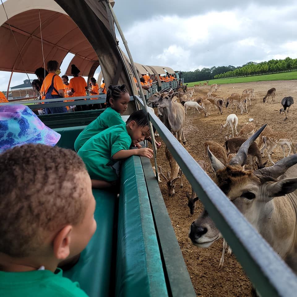 a group of people in green shirts are looking at a herd of deer