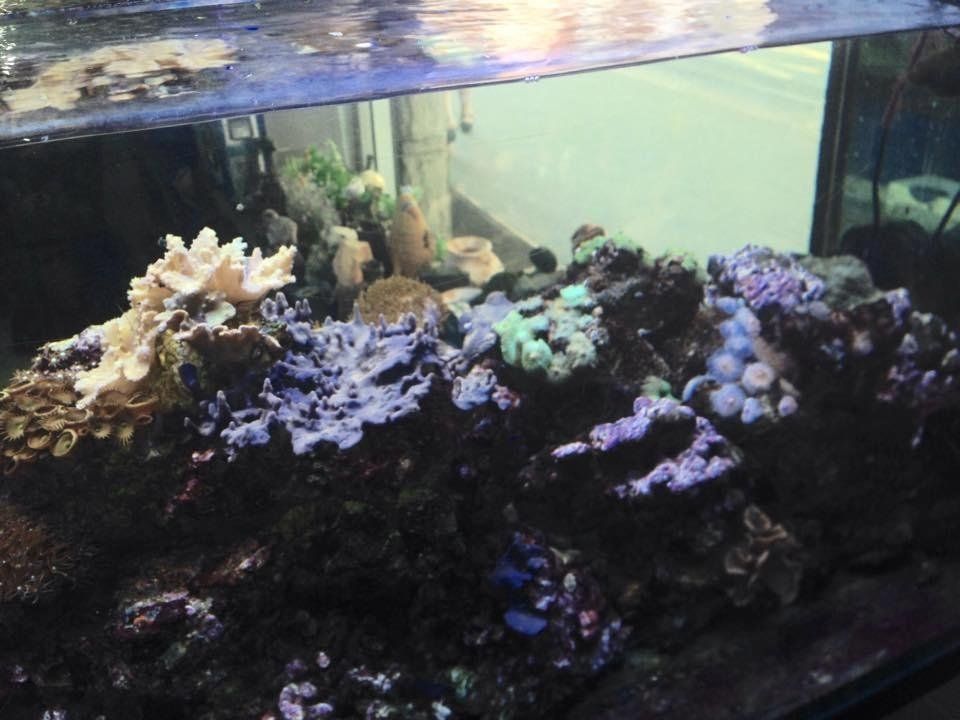 coralli in un acquario