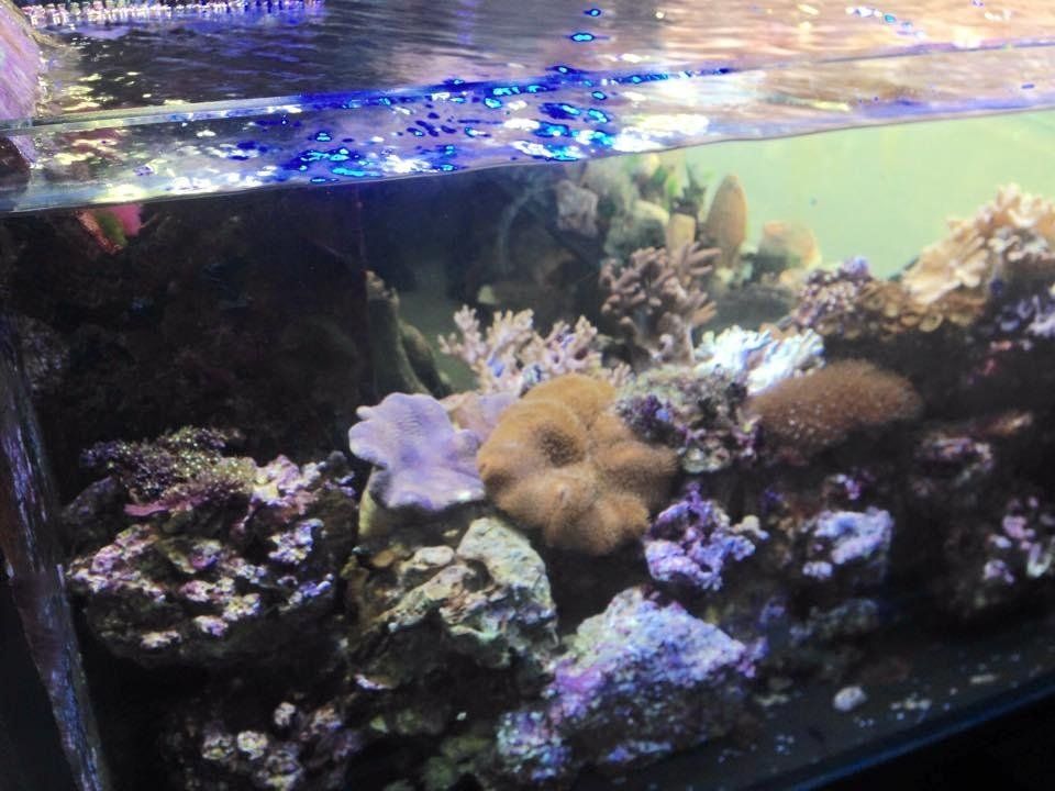 assortimento coralli di vario tipo in un acquario
