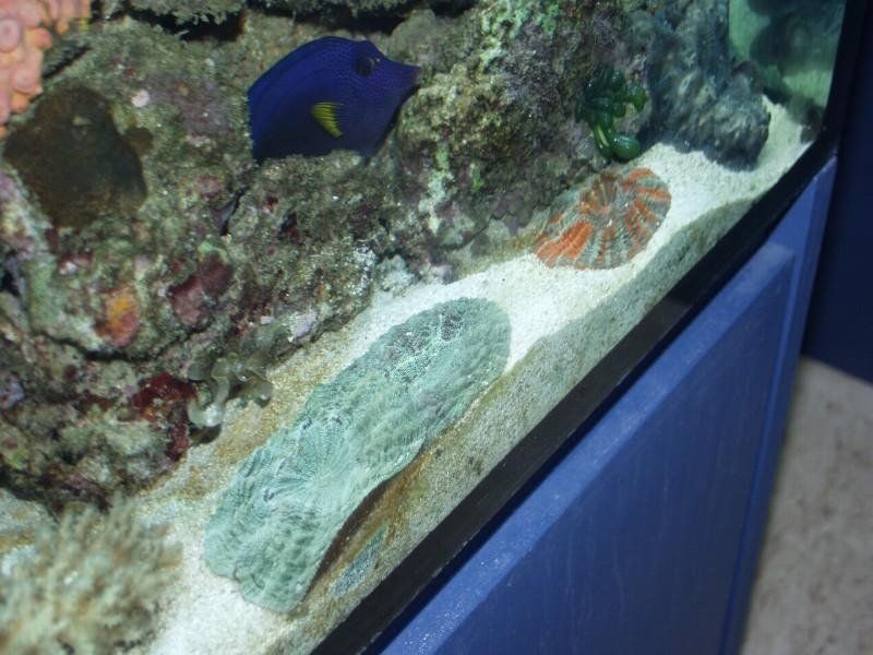 acquario con pesce tropicale blu