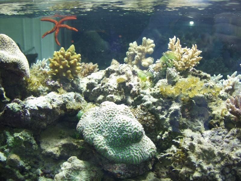 barriera corallina in un acquario