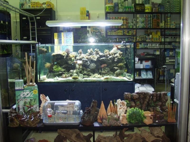 acquario con piante sassi e accessori utili