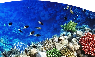 acquario di pesci tropicali