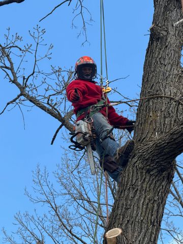 An arborist wearing safety gear uses a chainsaw to trim a tree branch from a yellow aerial lift bucket.