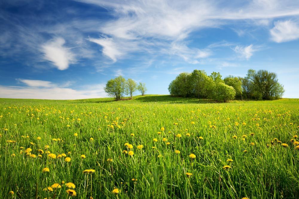 A Field of Dandelions with Trees — Pick-A-Bunch Florists & Gifts In Hay Point, QLD