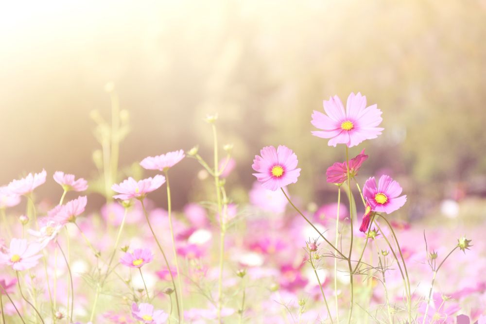 A Field of Pink Flowers with A Yellow Center in The Sunlight — Pick-A-Bunch Florists & Gifts In Alligator Creek, QLD