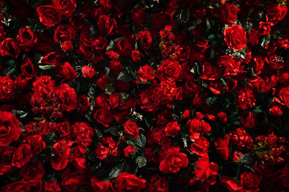 A Bunch of Red Roses with Green Leaves on A Black Background — Pick-A-Bunch Florists & Gifts In Alligator Creek, QLD
