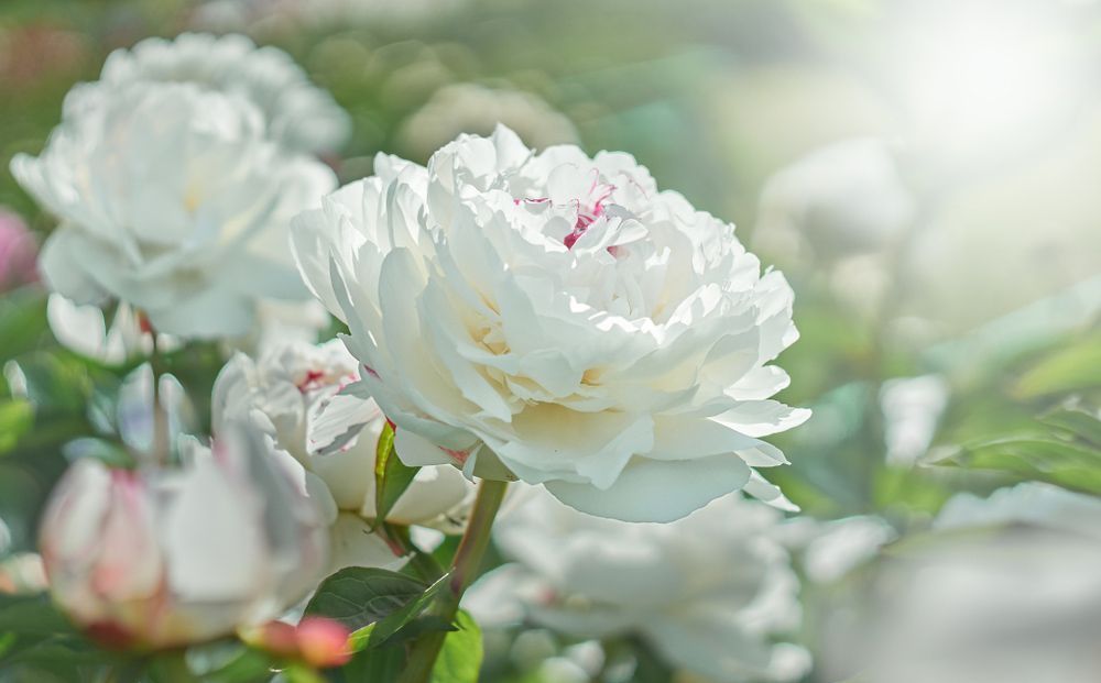 A Close Up Of a White Rose in A Garden — Pick-A-Bunch Florists & Gifts In Hay Point, QLD