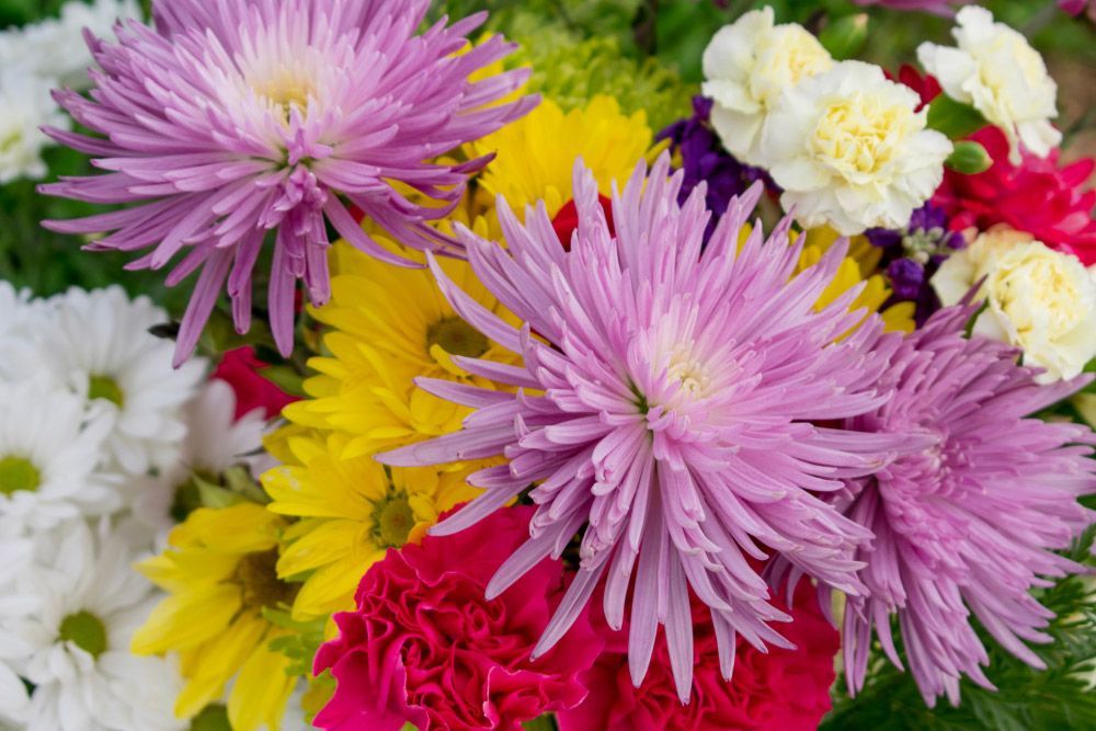 A Close up Of a Bunch of colourful Flowers in A Garden — Pick-A-Bunch Florists & Gifts In Hay Point, QLD