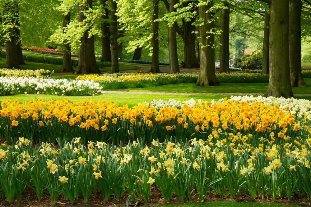 A Field of Yellow and White Flowers in A Park — Pick-A-Bunch Florists & Gifts In Armstrong Beach, QLD