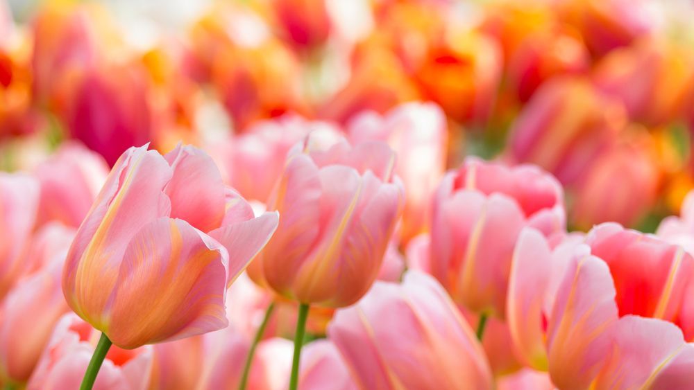 A Field of Pink and Orange Tulips in A Garden — Pick-A-Bunch Florists & Gifts In Hay Point, QLD