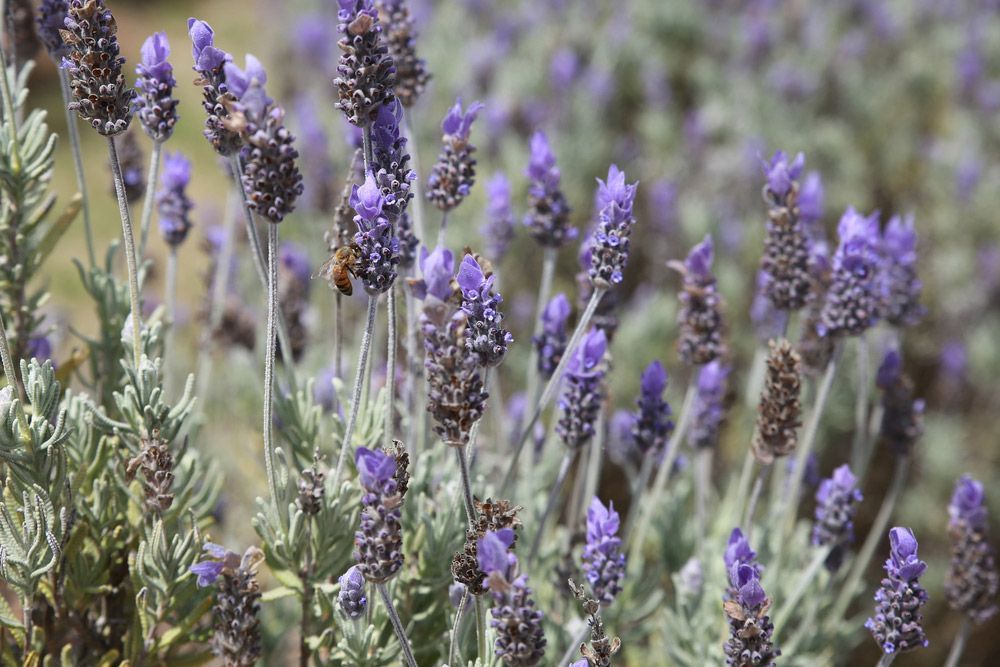 A Bee Is Gathering Pollen from A Bunch of Purple Flowers — Pick-A-Bunch Florists & Gifts In Koumala, QLD