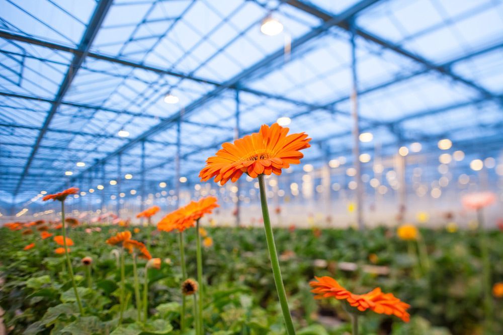 A Bunch of Orange Flowers Are Growing in A Greenhouse — Pick-A-Bunch Florists & Gifts In Hay Point, QLD