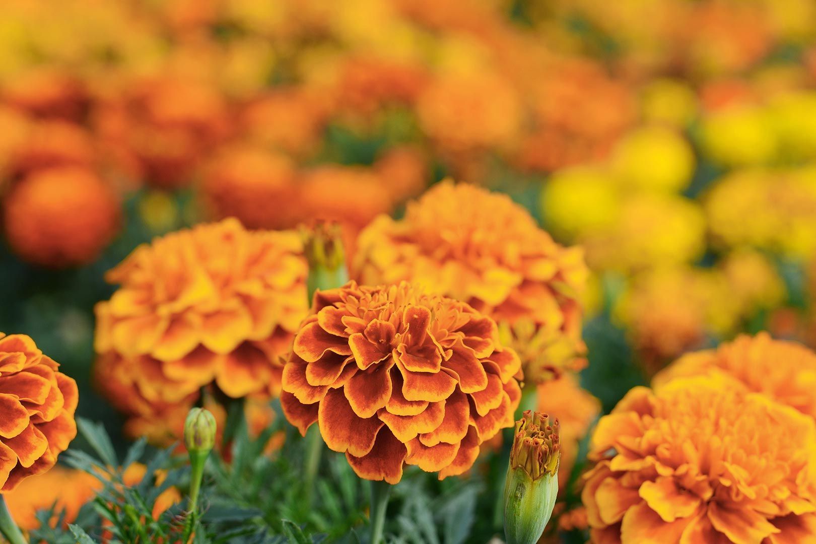 A Close Up Of Orange Marigold Flowers in A Garden — Pick-A-Bunch Florists & Gifts In Hay Point, QLD