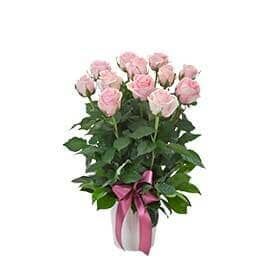 A Vase Filled with Pink Roses with A Pink Bow — Pick-A-Bunch Florists & Gifts In Sarina, QLD