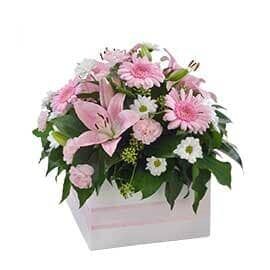 A Box Filled with Pink and White Flowers on A White Background — Pick-A-Bunch Florists & Gifts In Sarina, QLD