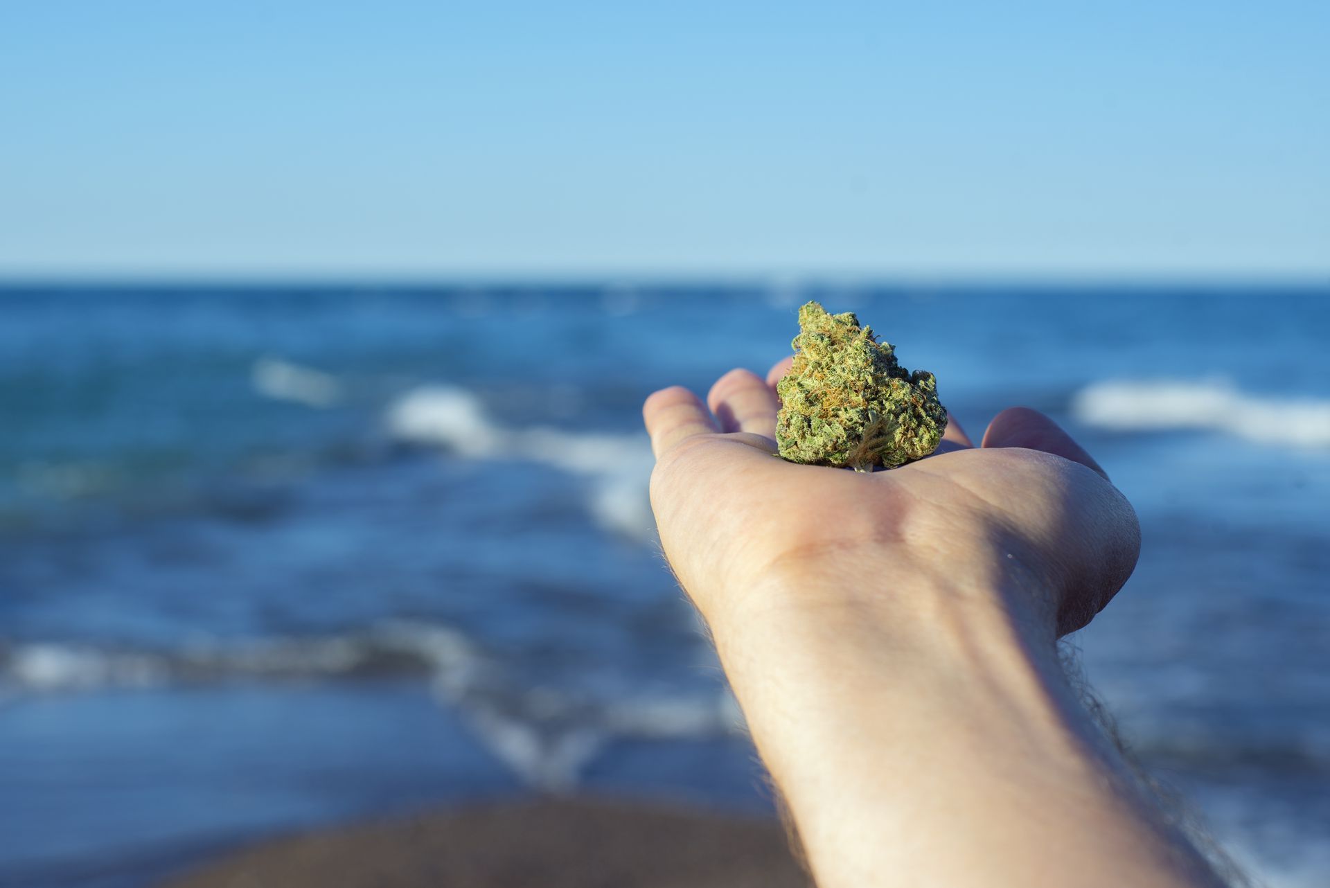 Cannabis at Cape Cod