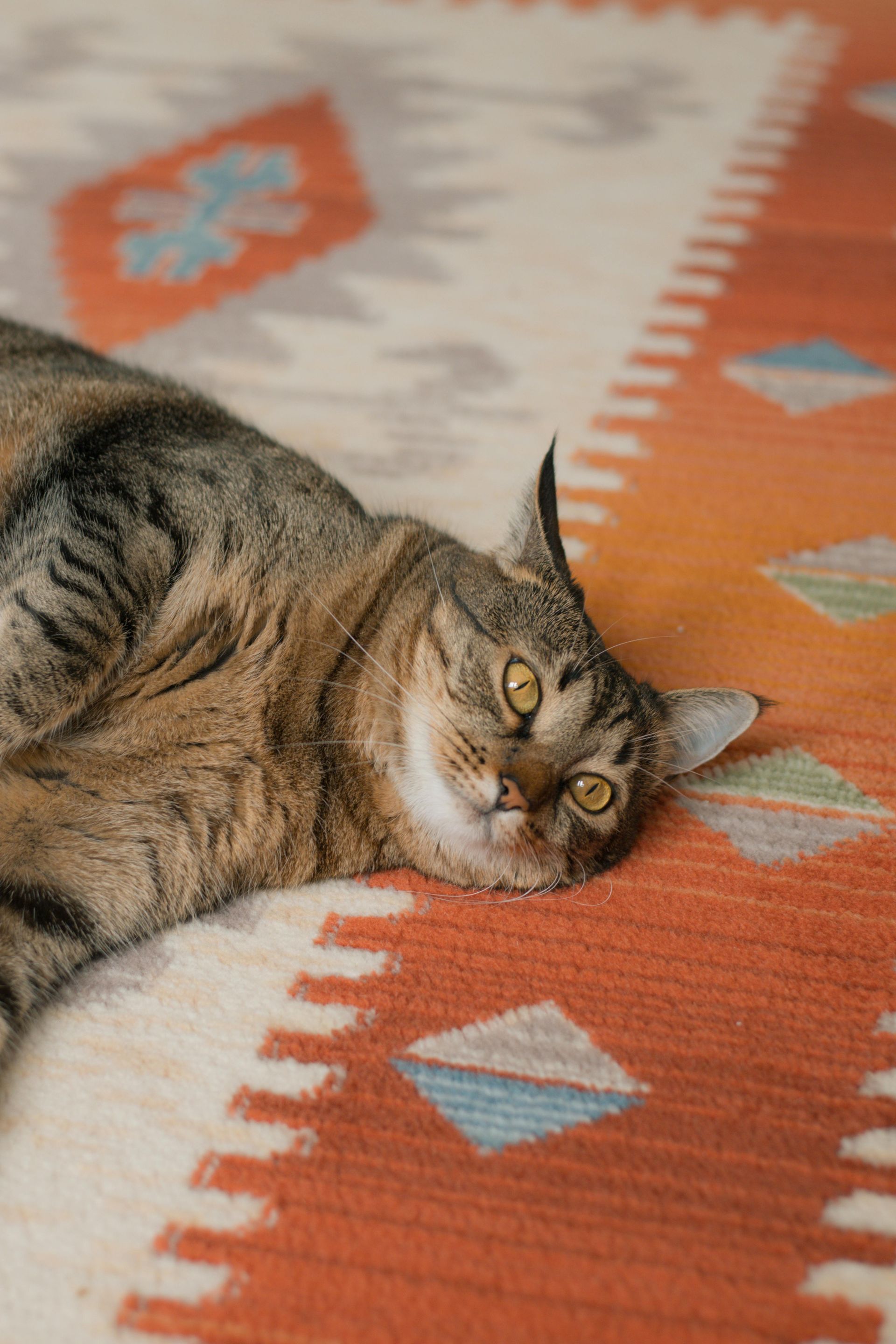 Tabby cat lying on an orange patterned rug, looking at the camera