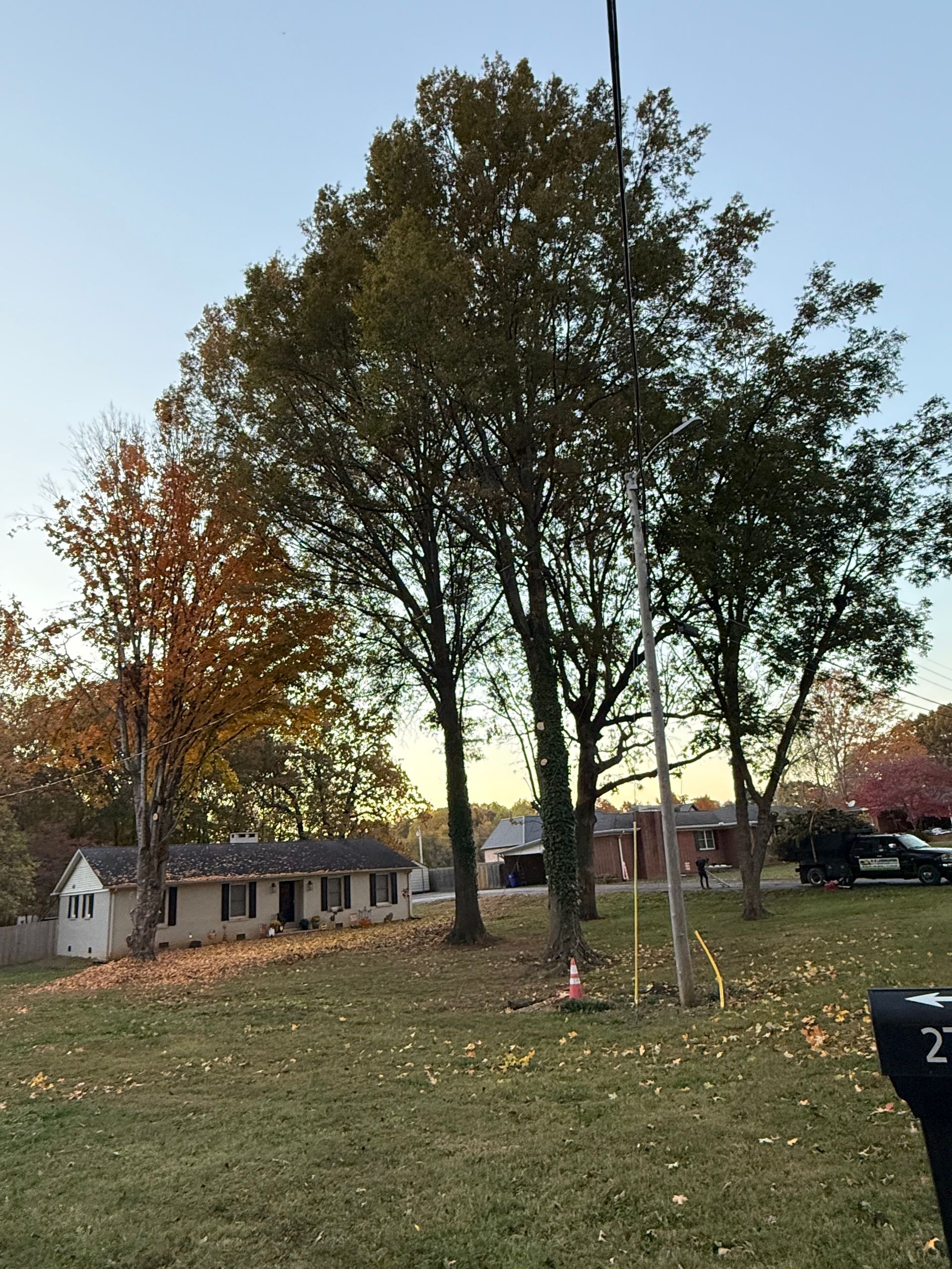 Person using a chainsaw to cut a tree branch. Sawdust flies. They wear gloves and a safety harness.