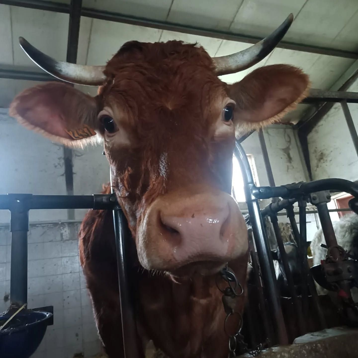 Mani che selezionano le olive verdi in un contenitore, foglie e olive in movimento, probabilmente durante la raccolta.