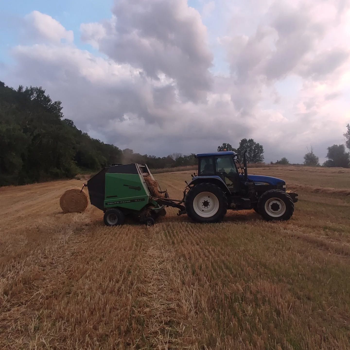 Olive verdi pendono dal ramo di un albero, mentre file di ulivi sfumano nella luce del sole.