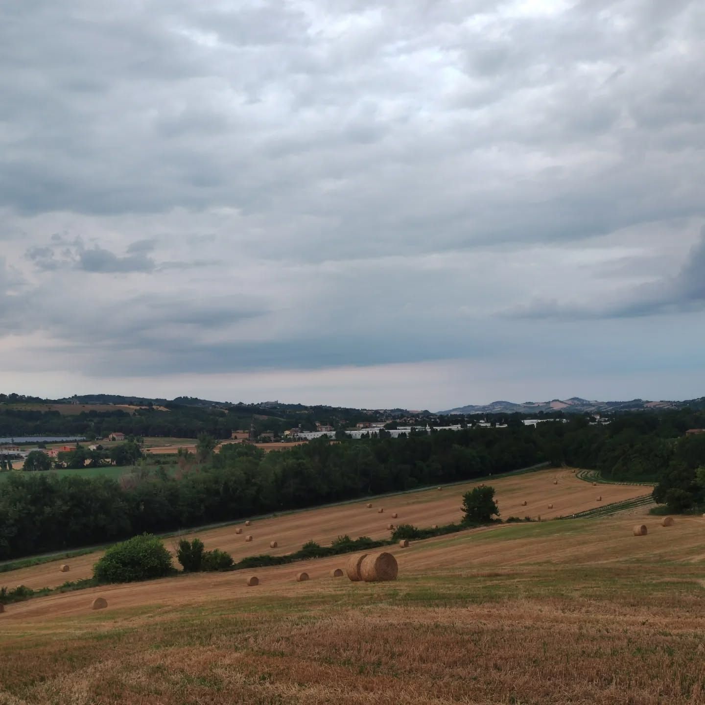 Olive verdi pendono dal ramo di un albero, mentre file di ulivi sfumano nella luce del sole.