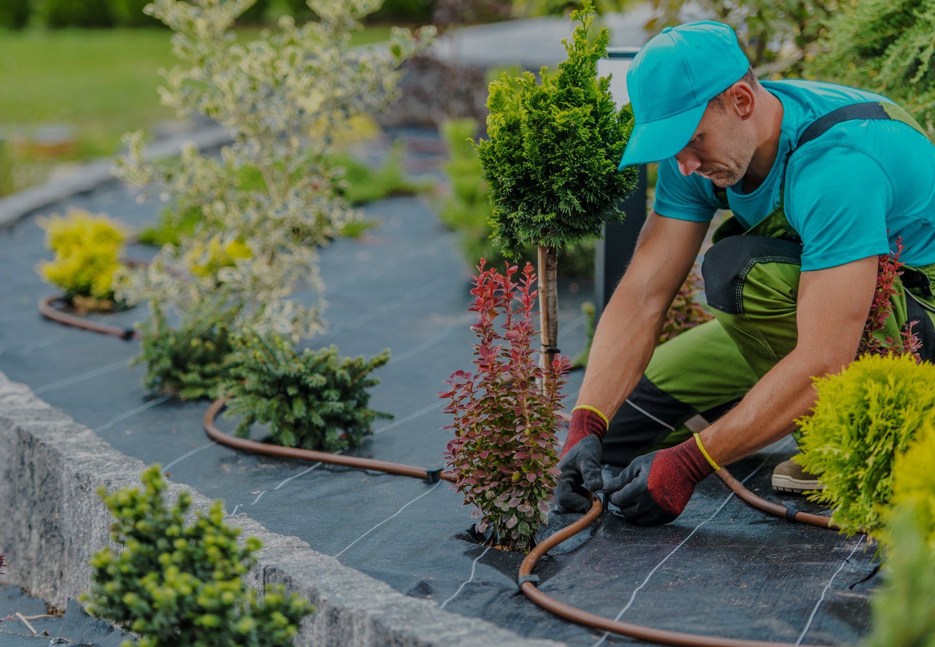 A man is watering plants in a garden with a hose.