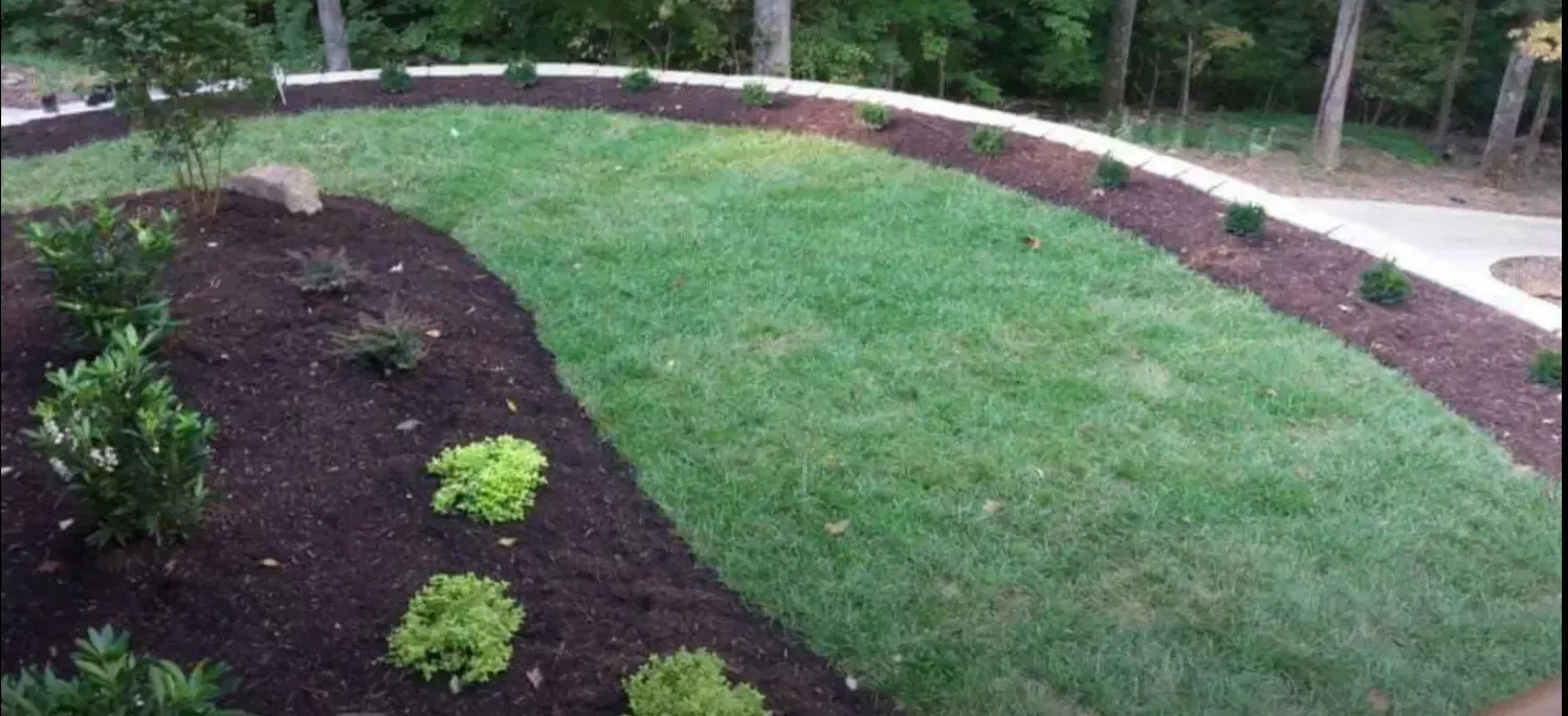 A lush green lawn with a walkway surrounded by mulch and trees.