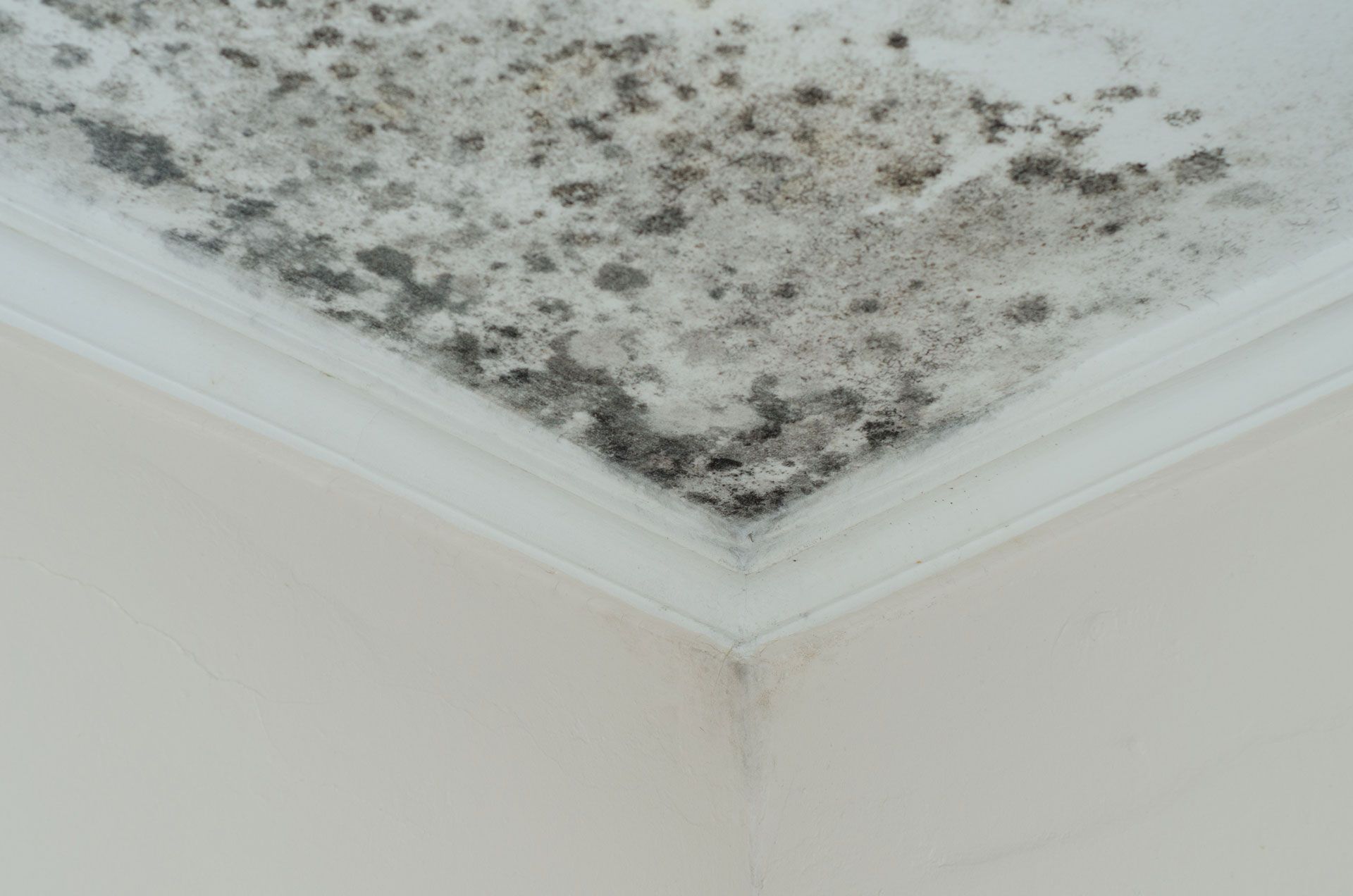 Mold and dark water stains on a white ceiling corner near crown molding
