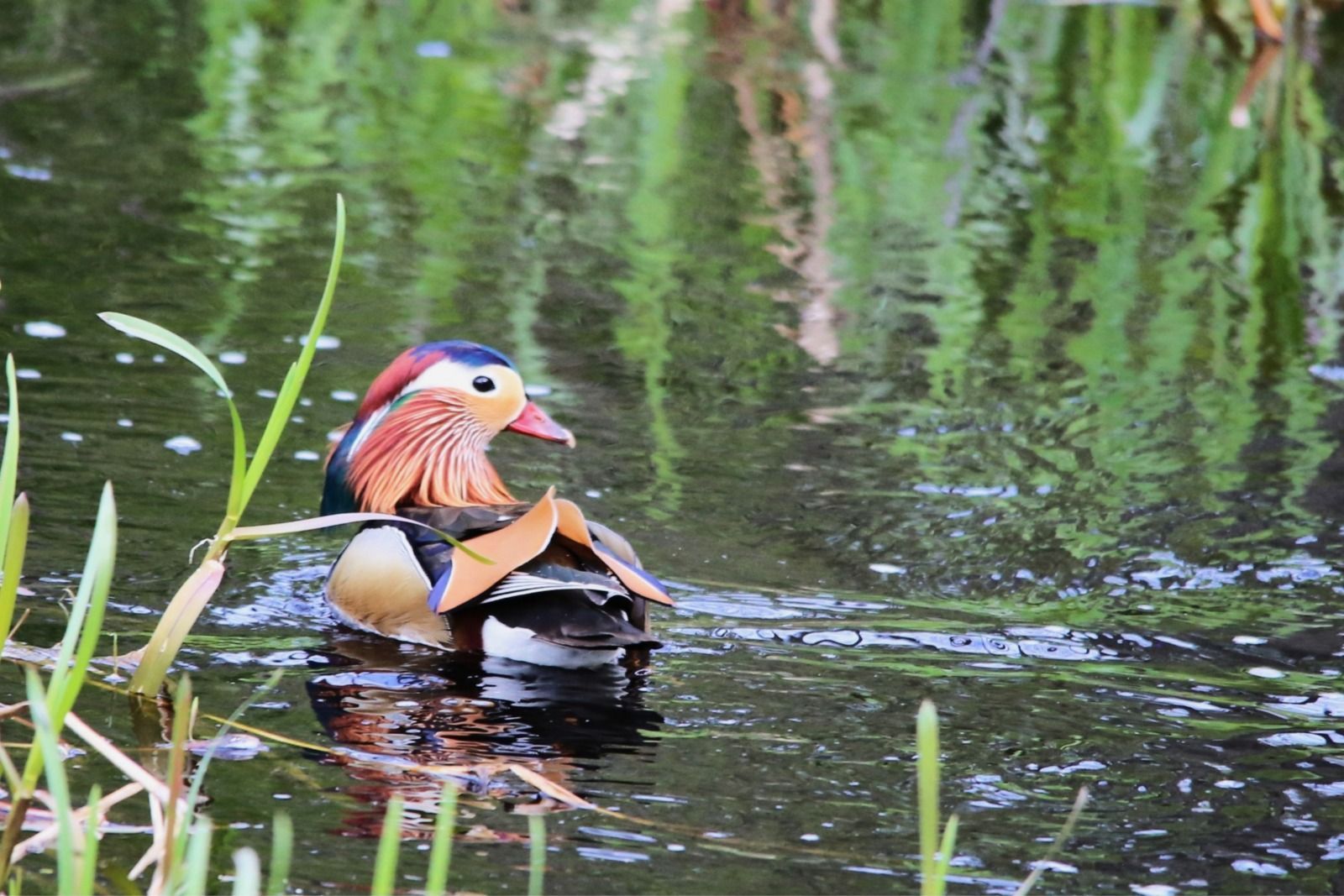 Mandariinisorsa ui lammessa.