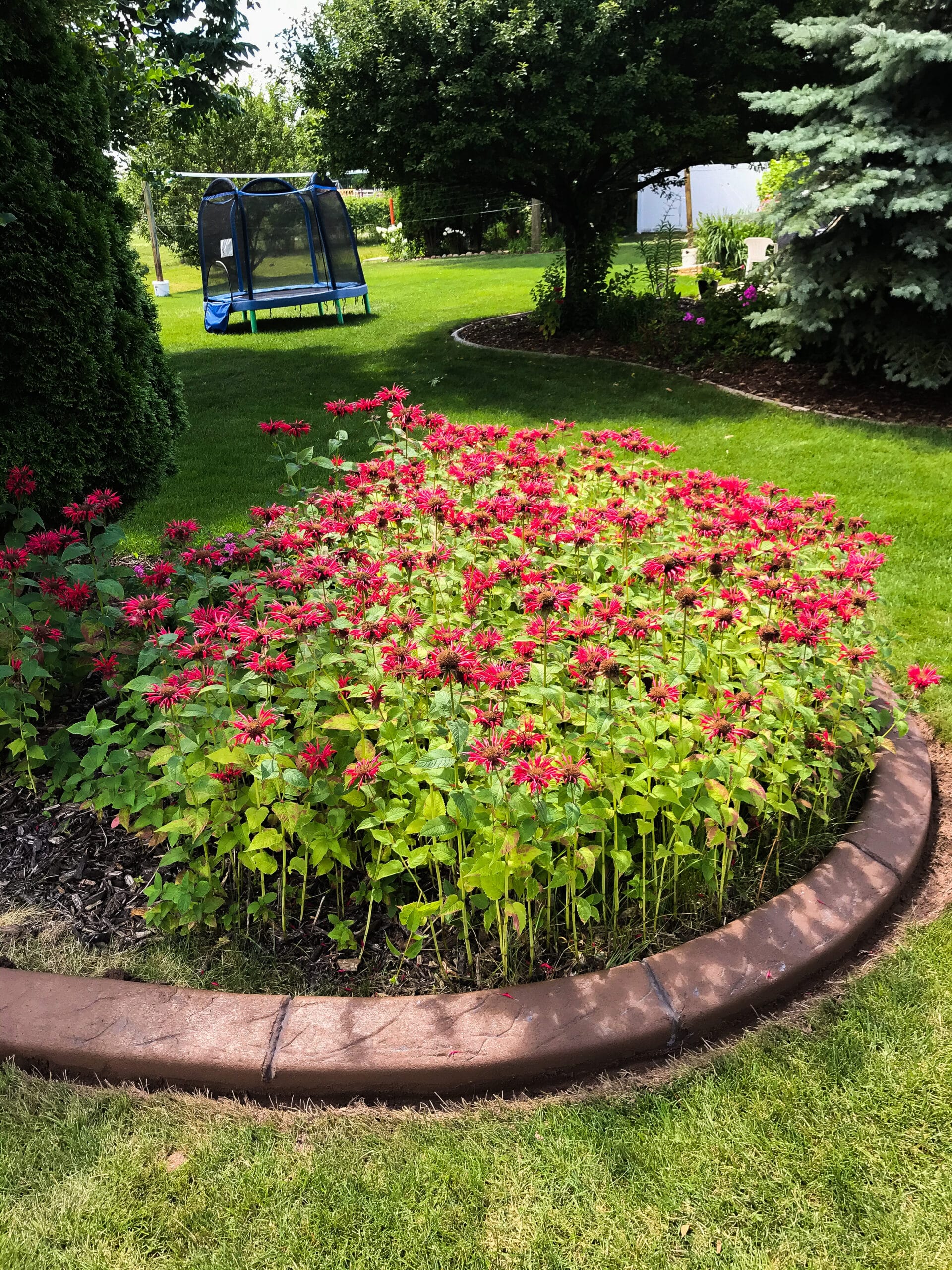 Concrete Curb and Flowers — Appleton, WI — Vargas Curb