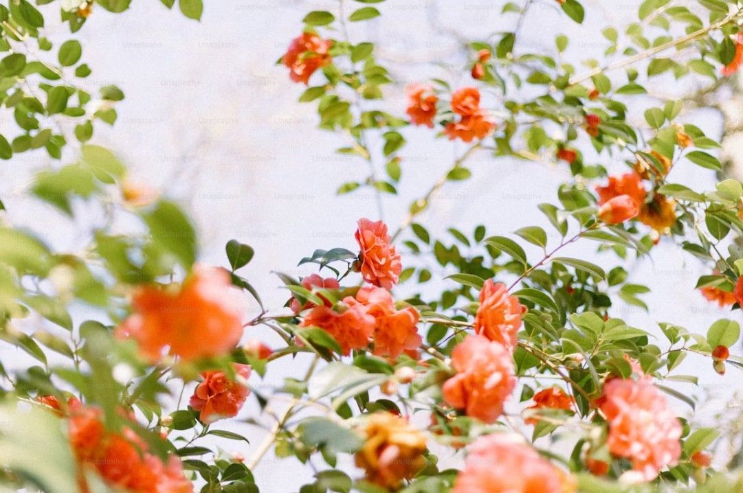 cremation services Bainbridge Island, WA