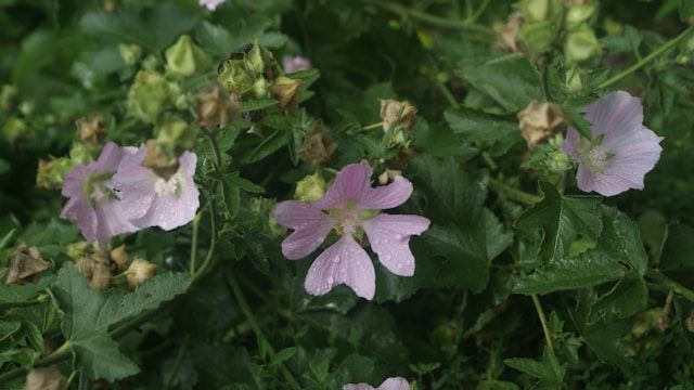 cremation services Poulsbo, WA