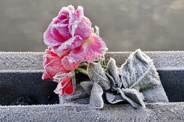 cremation services Poulsbo, WA