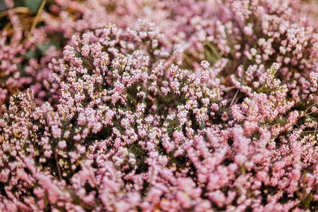 Soft pink heather flowers in bloom with natural texture, funeral homes Bainbridge Island, WA