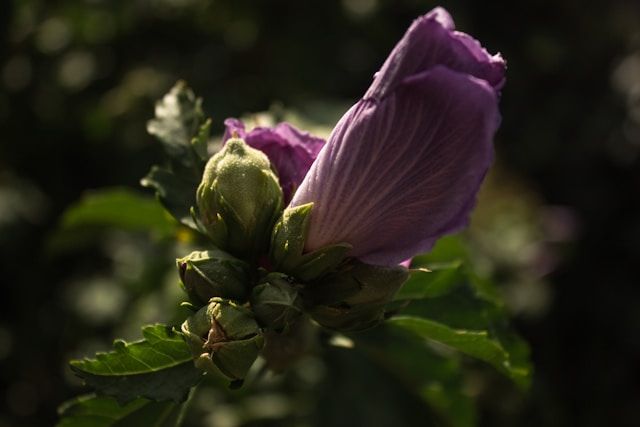 funeral homes Bainbridge Island, WA