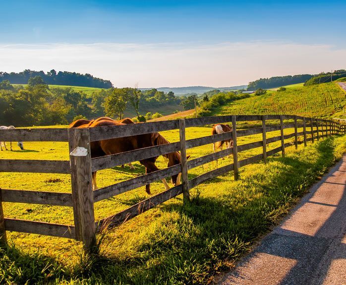 Two Horses Are Grazing In A Field Behind A Wooden Fence — Lawrence Williams Fencing in Kyogle, NSW