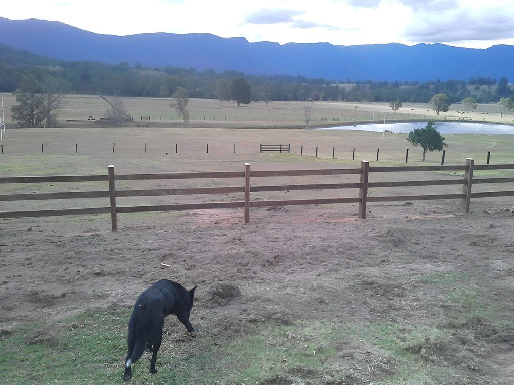 A Black Dog Standing In A Field Next To A Wooden Fence — Lawrence Williams Fencing in Goolmangar, NSW