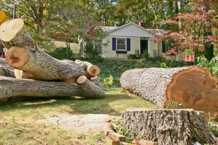 Felled tree logs and stump in front yard, small house in background.