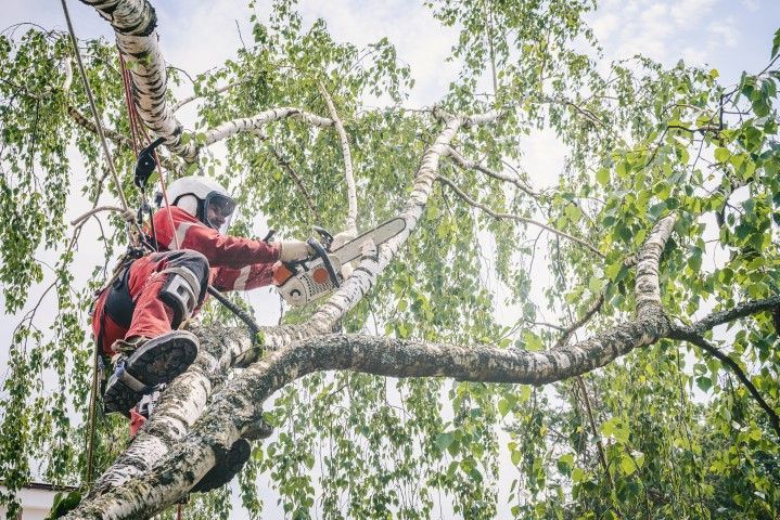 Arborist in red suit and helmet using a chainsaw to trim a tree branch, secured by safety harness.