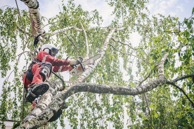 Arborist in red suit and helmet using a chainsaw to trim a tree branch, secured by safety harness.