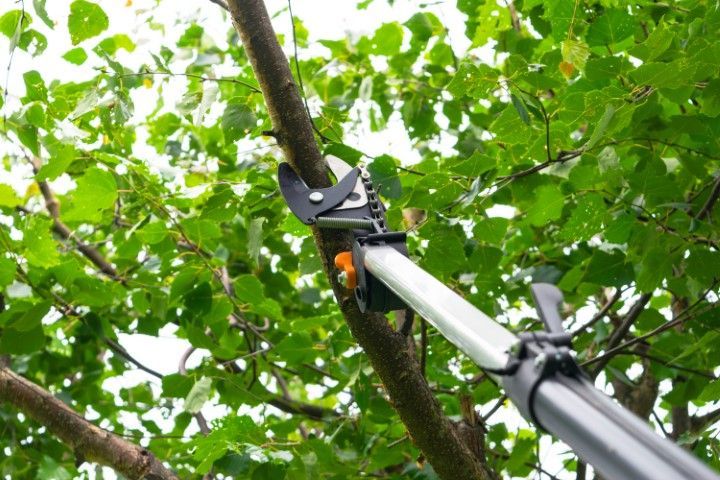 Pole pruner cutting a tree branch outdoors.