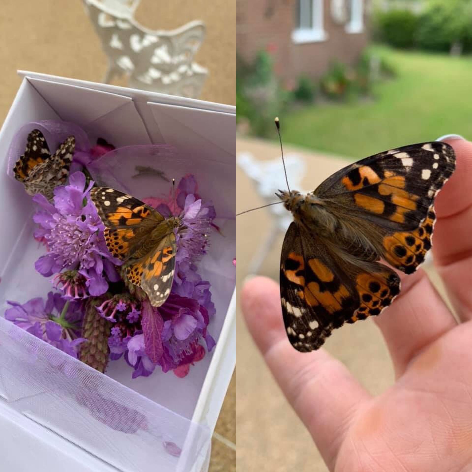 Butterfly resting on purple flowers in a box, then held by a person's fingers. Orange, black, and white markings. Outdoors.