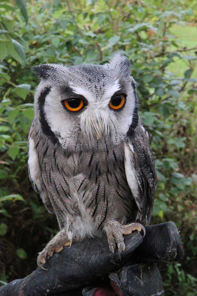 White-faced owl with orange eyes, gray and white feathers, perched on a branch. Green foliage in background.